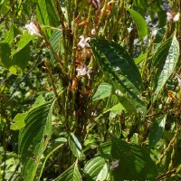 Strobilanthes stenodon C.B.Clarke